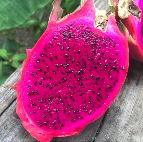 Red dragon fruit seeds - red, pitaya